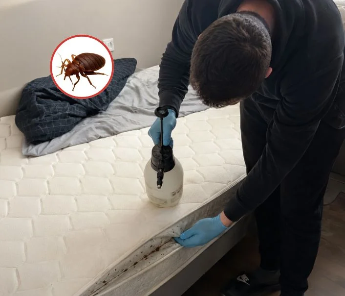 Technicien traitant un matelas contre les punaises de lit à Saint-Cyr-la-Rivière